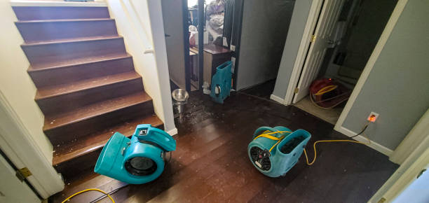 Best Local water damage restoration  in Trinity, FL