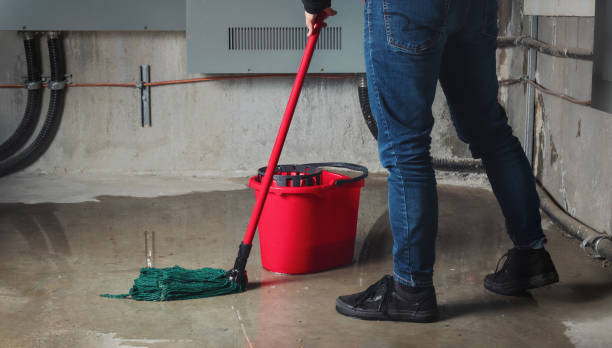 Best Water damage cleanup near me  in Trinity, FL
