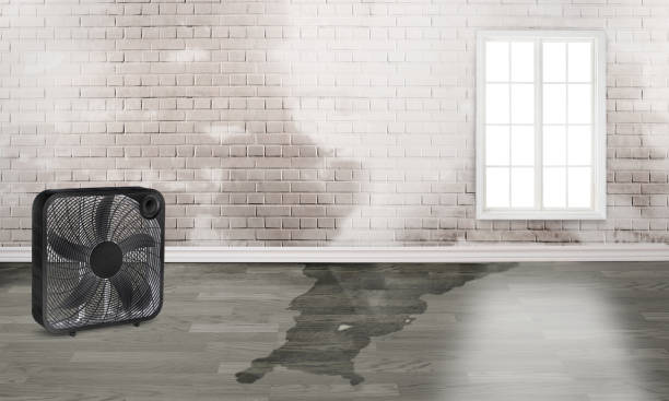 Best Water damage restoration near me  in Trinity, FL