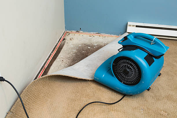 Best Water damage contractors near me  in Trinity, FL
